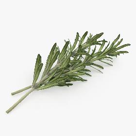 3D Fresh Rosemary